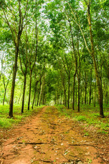 Enchanting Forest Lane in a Rubber Tree Plantation Concept