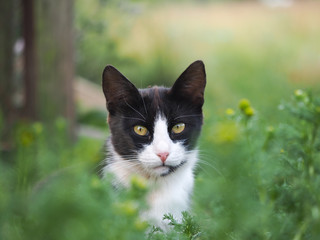 Black and white cat in the green grass