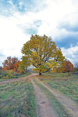 forest road