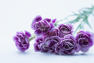 bouquet of purple white carnation flower on isolated background text word on beautiful lovely pretty fresh carnation