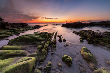 green moss on the beach at Kudat Sabah Malaysia. Image contain soft focus and blur.