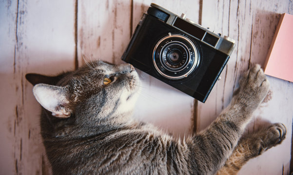 Cat with a vintage camera on the floor