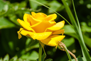 One yellow rose
