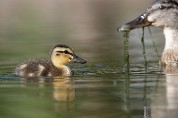 Mallard, Duck, Anas platyrhynchos - Nestling with female.