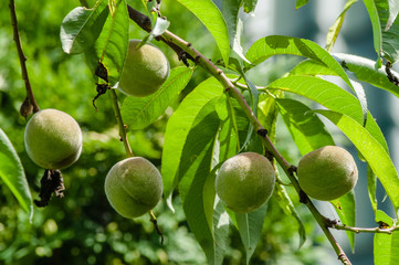 Green peach branch
