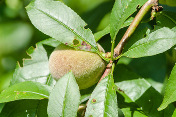 Green peach branch