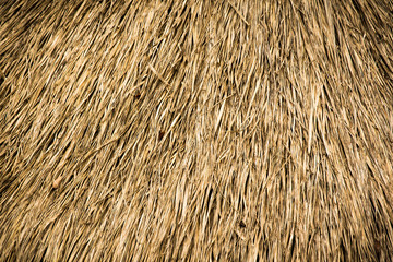 texture of Thatched from Imperata cylindrica Thailand
