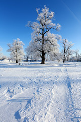 oaks in hoarfrost