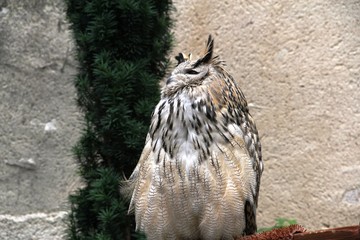 rapace