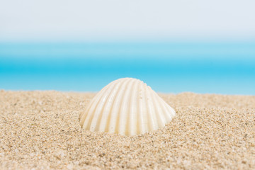 Seashell on the beach