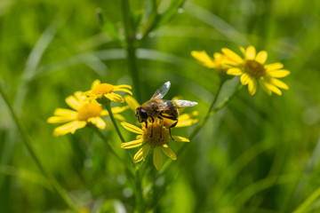 Biene, Makro auf gelber Blüte