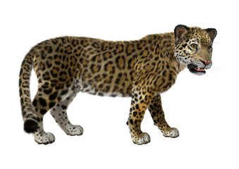 3D Rendering Big Cat Jaguar