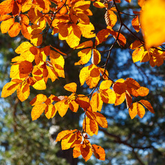 Naklejka na ściany i meble Yellow leaves on a branch. Autumn landscape.