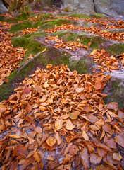 fallen red and yellow leaves on the roots