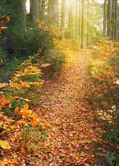 trail covered leaves in the autumn forest