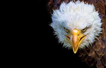 Angry north american bald eagle on black background