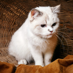 Obraz premium White Cat sitaing in the basket