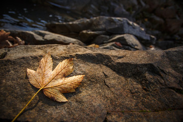 autumn maple leaves resting on a rock