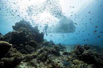 Unterwasser - Riff - Fisch - Fischschwarm - Tauchen - Curacao - Karibik