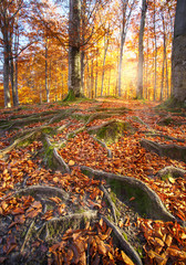 Landscape with the autumn forest. Strong roots of old trees. bea