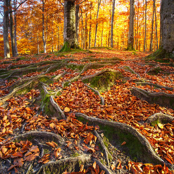 Landscape with the autumn forest. Strong roots of old trees. bea