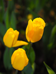 yellow flowers
