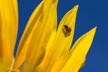 Ladybug and yellow sunflower against a blue sky. Ukraine
