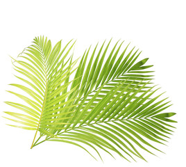 Palm leaf isolated on white background