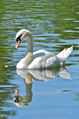 Naklejka premium Cygne blanc sur l'eau
