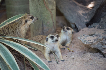 Family cute Slender-Tailed Meerkats in the zoo