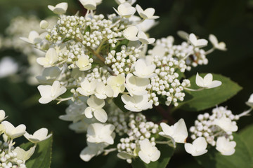 Obraz premium Hydrangea flower in the garden.