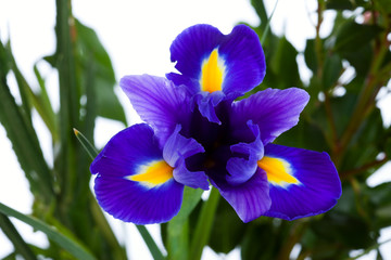 blue iris