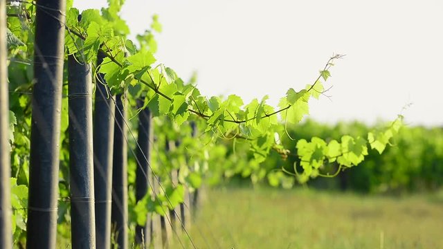Leaves of vine into vineyards