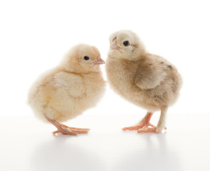 Small fluffy chickens