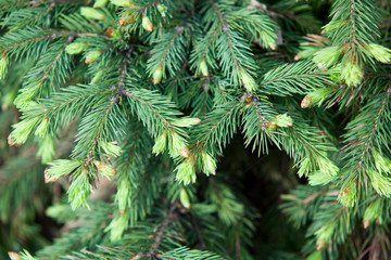 young spruce