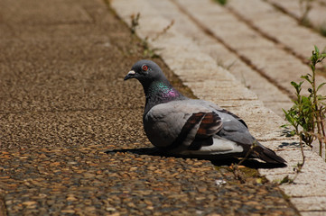 しゃがんでいるカワラバト
