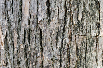 wood texture