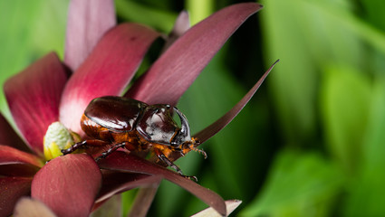 rhinoceros beetle (Oryctes nasicornis), mocup