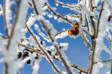 buckthorn branches with hoarfrost