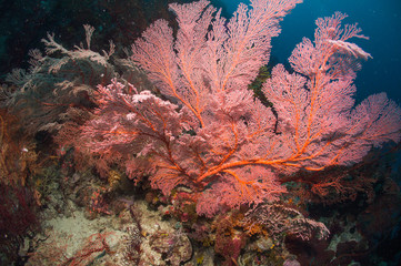 Fototapeta na wymiar Bright pink sea fan