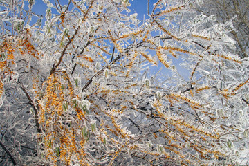 buckthorn branch with hoarfrost