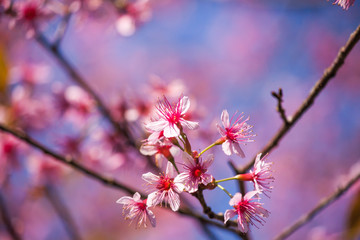 Obraz premium Flowers:Cherry blossoms in Thailand,Phu-lom-lo-thai-sakura-cherry-blossam.