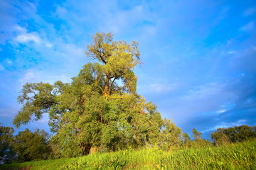 Sunset in the oak grove