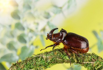 European rhinoceros beetle (Oryctes nasicornis)