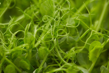 germinated pea green shoots