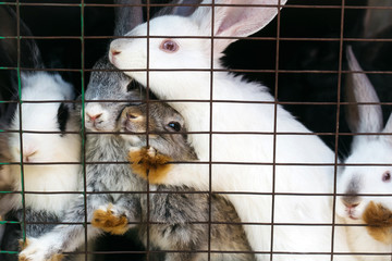 Obraz premium Cute rabbits in cage