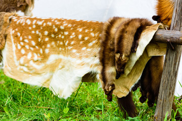 Collection of animal pelts hanging on a wooden outdoor rack with white tent in the background.