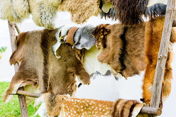 Collection of animal pelts hanging on a wooden outdoor rack with white tent in the background.