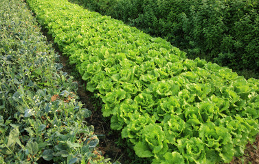 variety vegetable plants in growth at vegetable garden