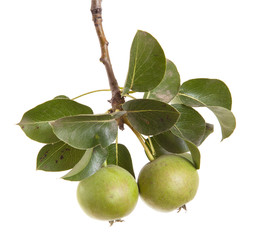 Pears on a branch with leaves isolated on white background